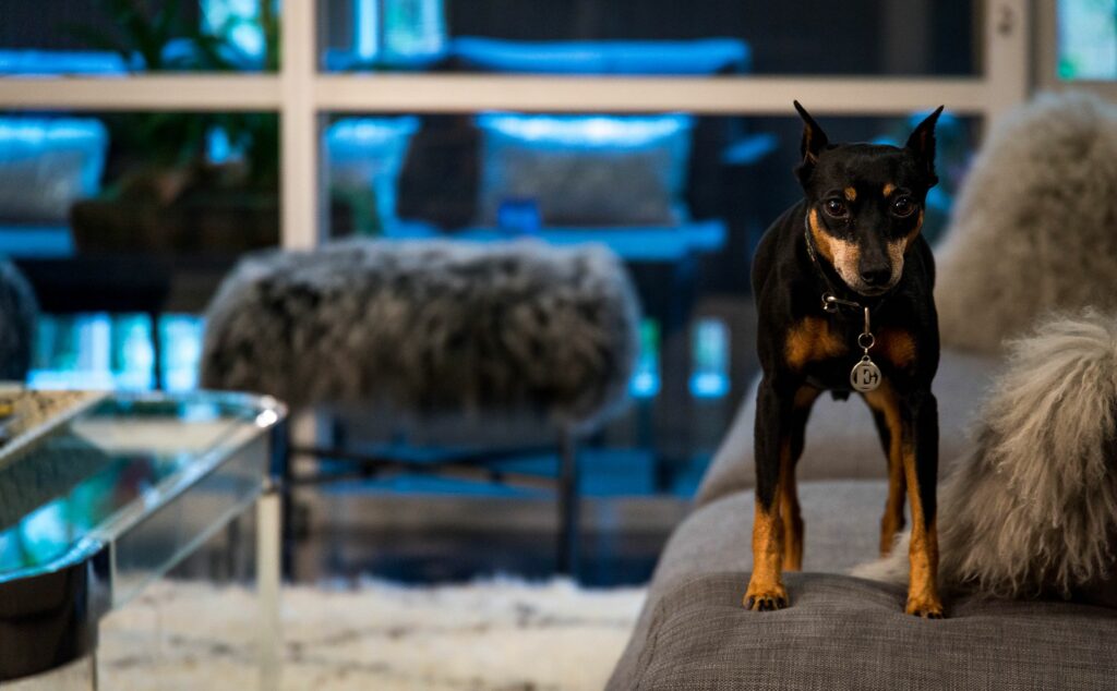 Black dog standing on a couch indoors.